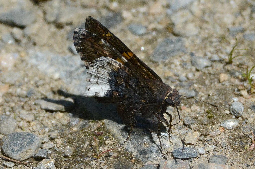 088 2016-06182472 Broad Meadow Brook, MA.JPG - Hoary Edge Skipper Butterfly (Achalarus lyciades). Broad Meadow Brook Wildlife Sanctuary, MA, 6-18-2016